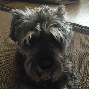 Meet your Posher, Ava